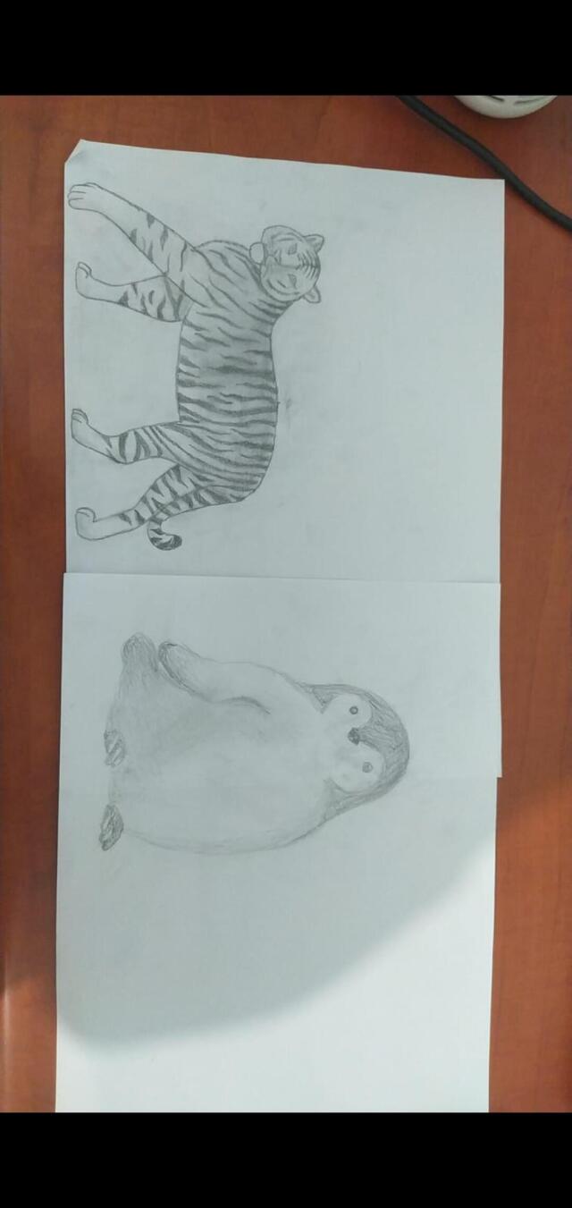 Tiger 🐅😅