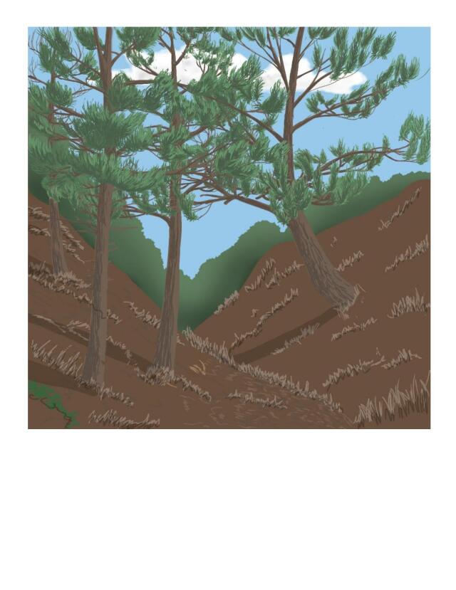 The Forest's Secret