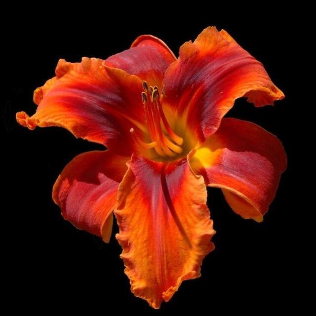 Bloom