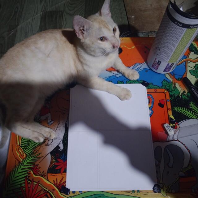author_avatar
