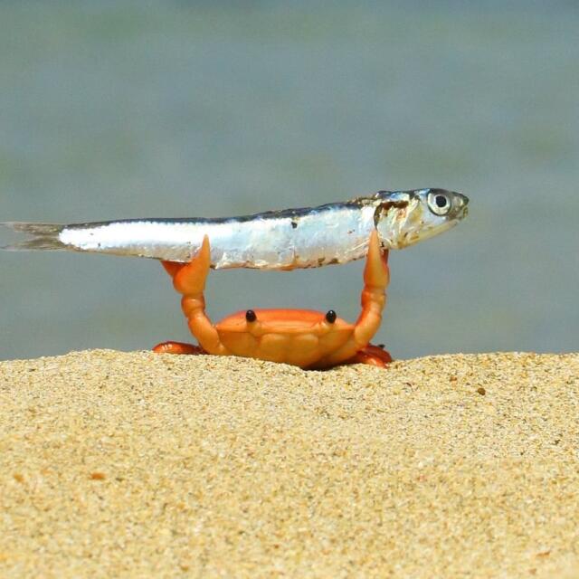 Grabber Crab